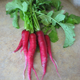 Illustration for article titled I bought 6 inch long pink radishes